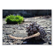 Hope for a Pinecone Prints Photograph