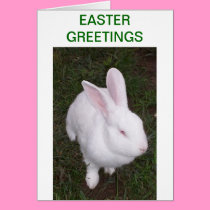 Hoppy Easter, Rabbits cards