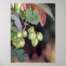 Hops Poster