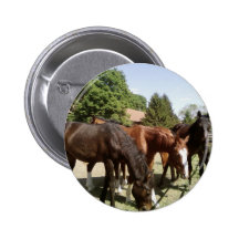 Horeses Eating Pins