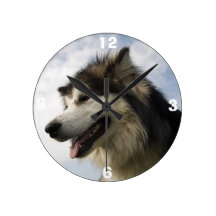 Horloges de Malamute d'Alaska