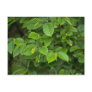 Hornbeam (carpinus betulus) postcard