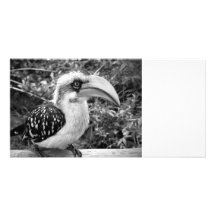 Hornbill bird close up looking at camera bw custom photo card