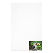 Hornbill bird close up looking at camera stationery paper