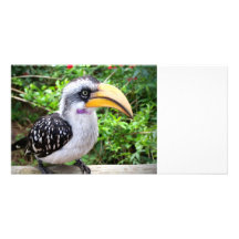 Hornbill bird close up looking at camera customized photo card