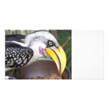 hornbill in food dish close up personalized photo card
