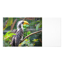 hornbill on perch in green plants picture card