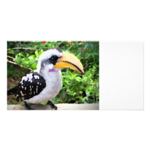 hornbill painting bird sideways picture card