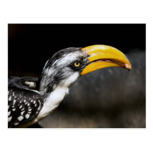 Hornbill  Titbit Postcard