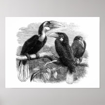 Hornbills 1870 posters
