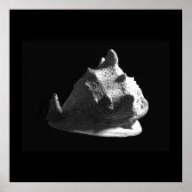 Horned Helmet Shell Cassis cornuta Poster