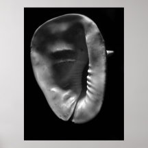 Horned Helmet Shell Cassis cornuta Poster
