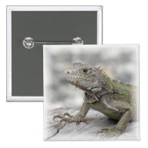 Horned Iguana Square Pin