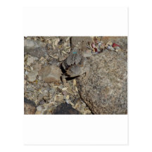Horned Lizard Post Card