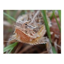 Horned Lizard Post Cards