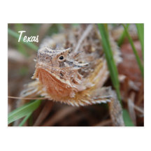 Horned Lizard, Texas Post Cards