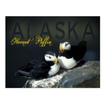 Horned Puffin, Alaska Postcard