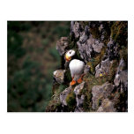 Horned Puffin, Hall Island Post Card