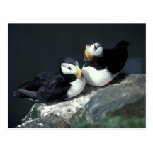 Horned Puffin pair - Customized Post Card