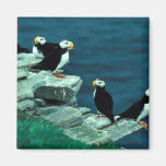 Horned Puffins on Puffin Island Magnets