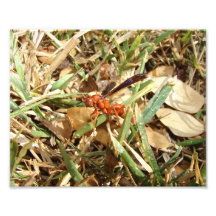 Hornet Photographic Print