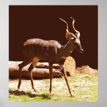 Horns II Print