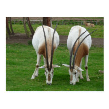 horny pair post cards
