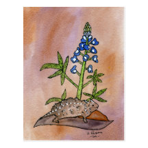 Horny Toad with Bluebonnet Post Cards