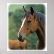 Horse 9A81D-04 Posters