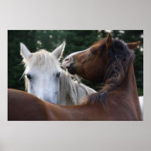 Horse Affection - poster