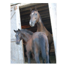 Horse and Pony Postcard
