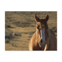 Horse and Western Background Postcard