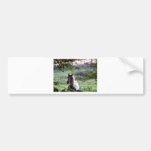 Horse at a fence bumper sticker