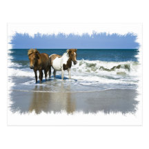 Horse Beach Postcard