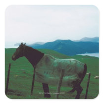 Horse behind fence square sticker