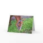 Horse Birthday Cards