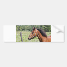 Horse Bumper Sticker