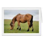 Horse cards