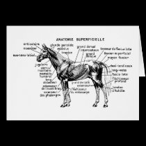Horse cards