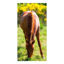 horse cartes de vœux avec photo