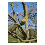 Horse Chestnut bud Greeting Card