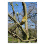 Horse Chestnut bud Greeting Card