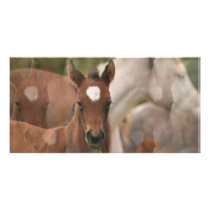 Horse Collage Card photo cards