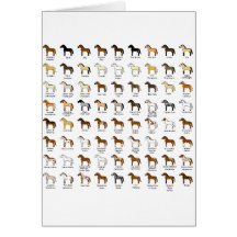 Horse Colours Cards