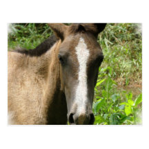 Horse Colt Postcards