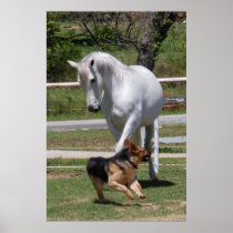 HORSE & DOG PLAY Poster