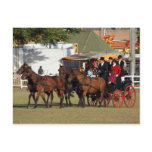 Horse Drawn Carriage Postcards