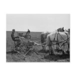 Horse-Drawn Corn Planter, 1940 Post Card