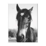 Horse, Dunwich, England - Postcard