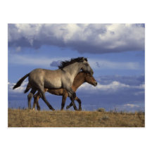 Horse Duo Postcard